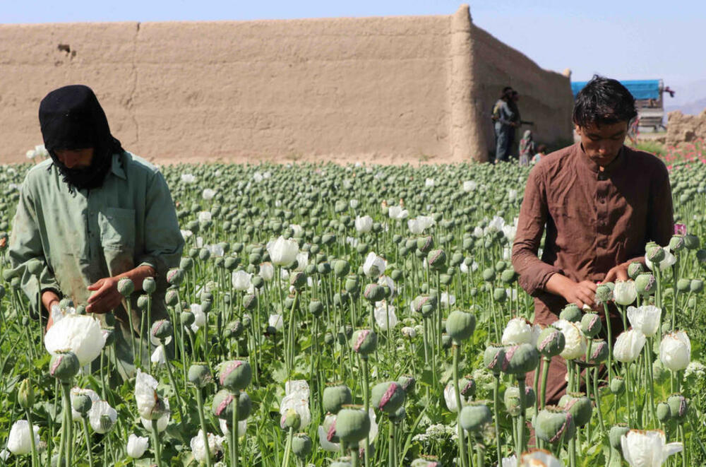 opijum, Avganistan