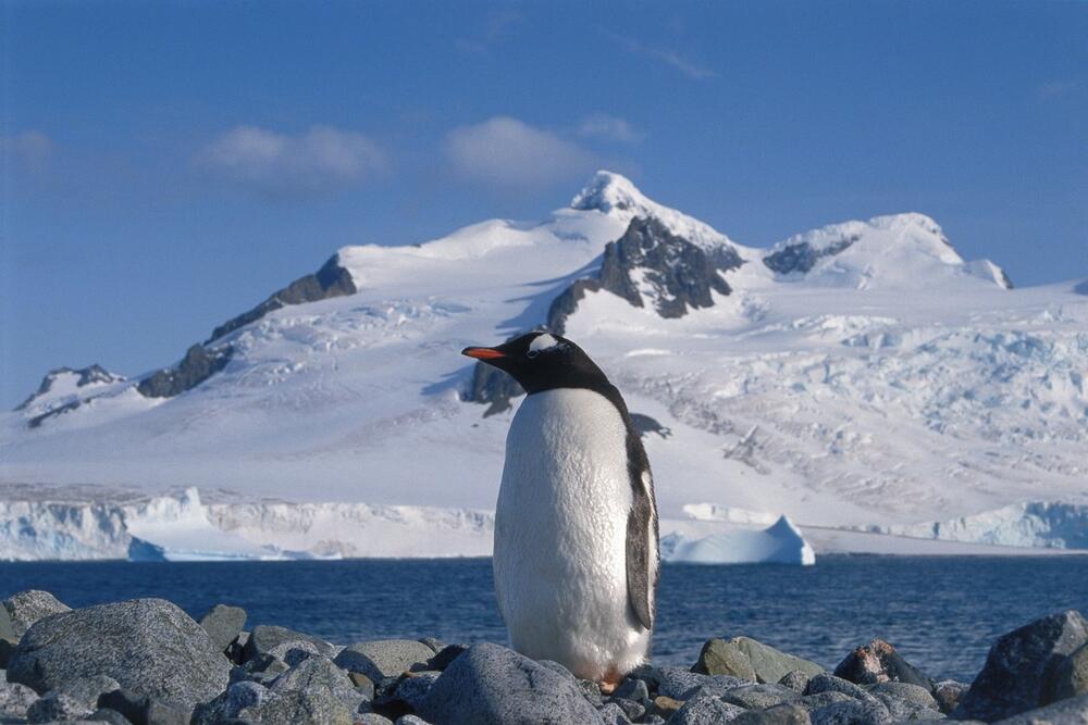 0081973931, Pingvin, Antarktički pingvin