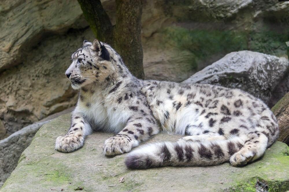 TUGA U ZOO VRTU: Korona pokosila ugrožene životinje, uginula tri snežna leoparda