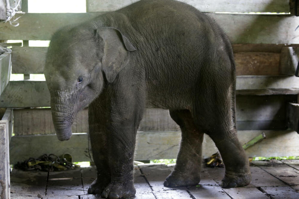 TUGA: Uginulo slonče kome je zamka lovokradica otkrinula pola surle