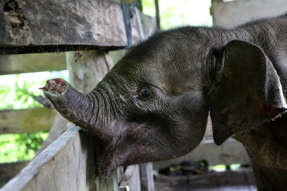 Indonezija, Sumatra, slon, mladunče, slonče bez surle