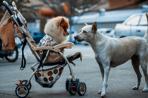 TUŽNO JE ŠTA SVE LJUDI PIŠU! BEZAZLENA INSTAGRAM OBJAVA IZ RUZVELTOVE ZAVADILA BEOGRAĐANE Ovo su kolica za pse a ne za bebe (FOTO)