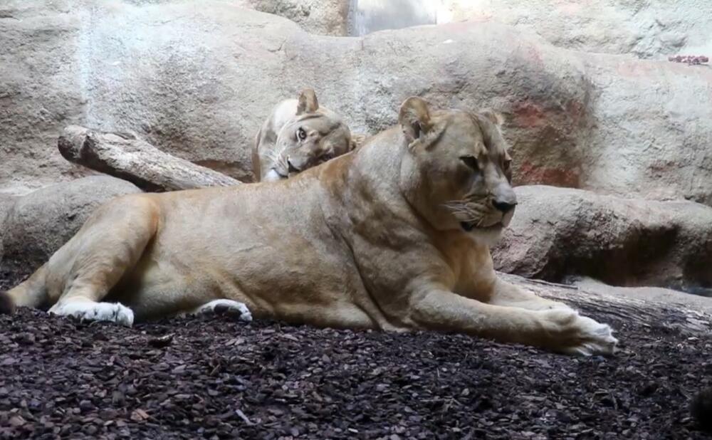 lav, lavovi, Zoološki vrt Zagreb