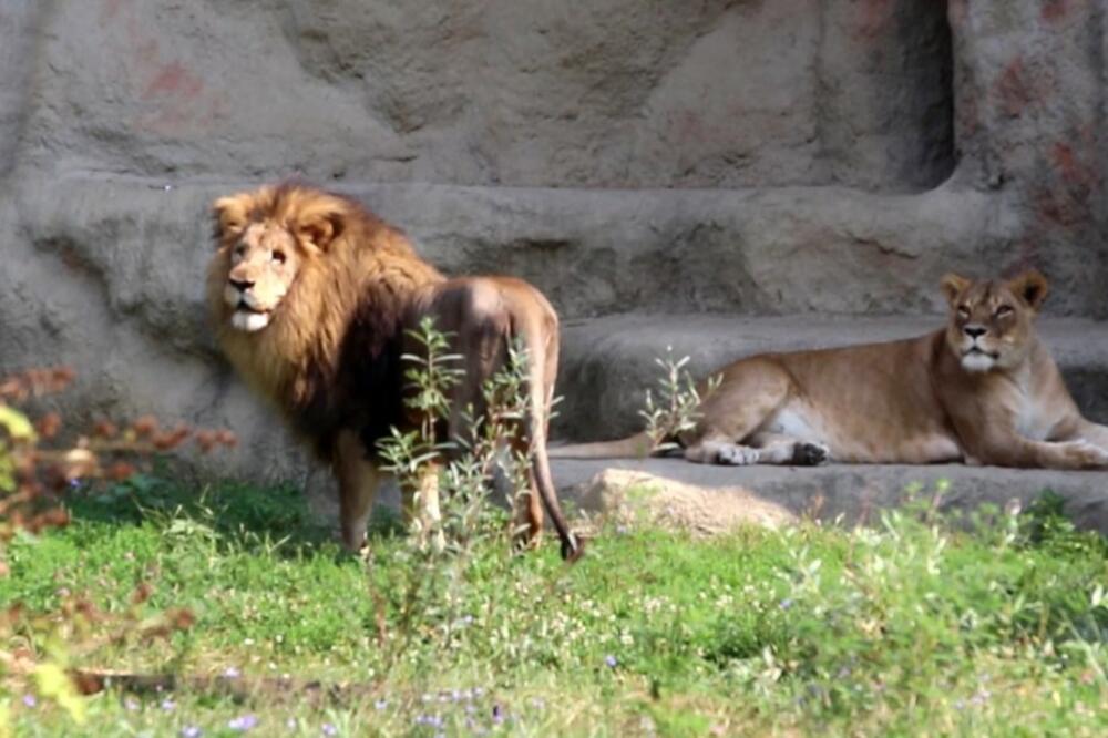 LAVOVI ZARAŽENI KORONOM U ZAGREBAČKOM ZOO VRTU: Životinje imaju simptome bolesti i bile u kontaktu sa zaraženom osobom!