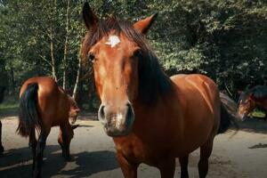 BIZARNA NESREĆA U HRVATSKOJ: Konji se uplašili i dali u bekstvo, dve osobe teže povređene, oštećeni automobili