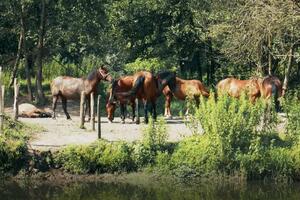 IZBORILI SMO SE: Porodici Milosavljević prošlogodišnje poplave odnele 17 konja, ali danas nova grla uživaju u raju Dljina!