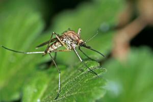IZUMIRANJE PRETI ČAK PETINI JEDNE VRSTE INSEKATA: Evo zašto bi to moglo da poveća broj komaraca!