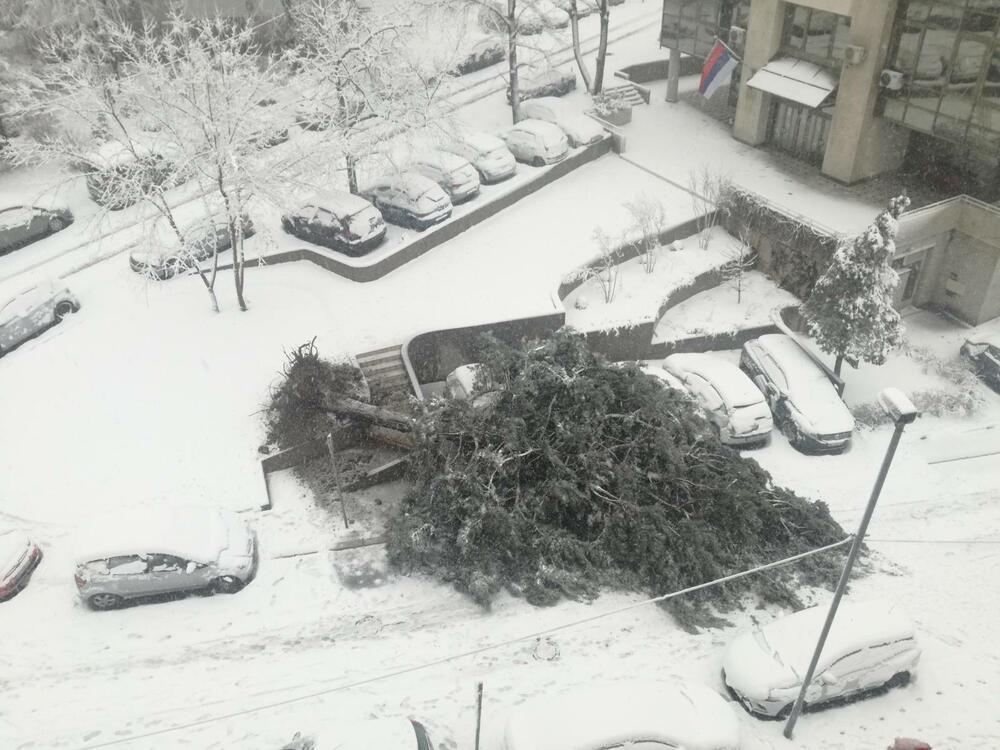 sneg, vejavica, sneg na putu, prvi sneg, prvi sneg u Beogradu, Banovo Brdo, Oboreno Stablo