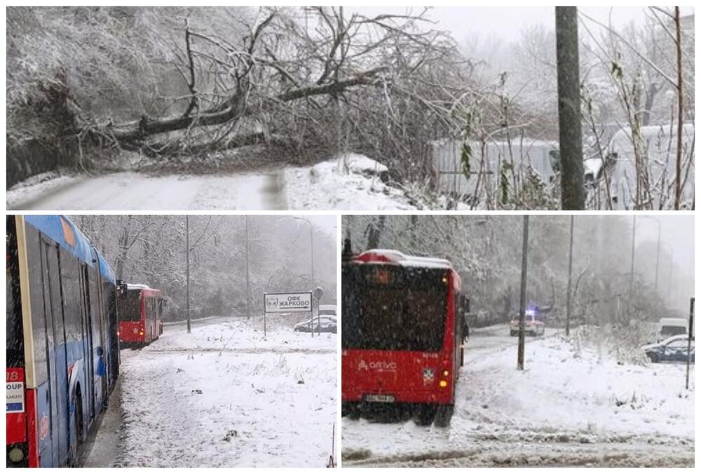 sneg, vejavica, sneg na putu, prvi sneg, prvi sneg u Beogradu, Oboreno Stablo