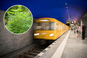 BERLINSKI METRO MAMI PUTNIKE JESTIVIM KARTAMA: Filovane uljem poznate biljke, treba da ublaže praznični stres!