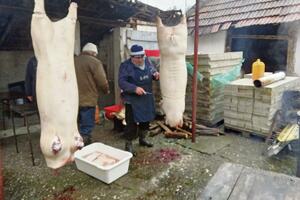 SVINJOKOLJ! LAKŠE JE OSTAVITI DUVAN NEGO DUVAN ČVARKE: Reporter Kurira spremio svinju za zimu! (FOTO)