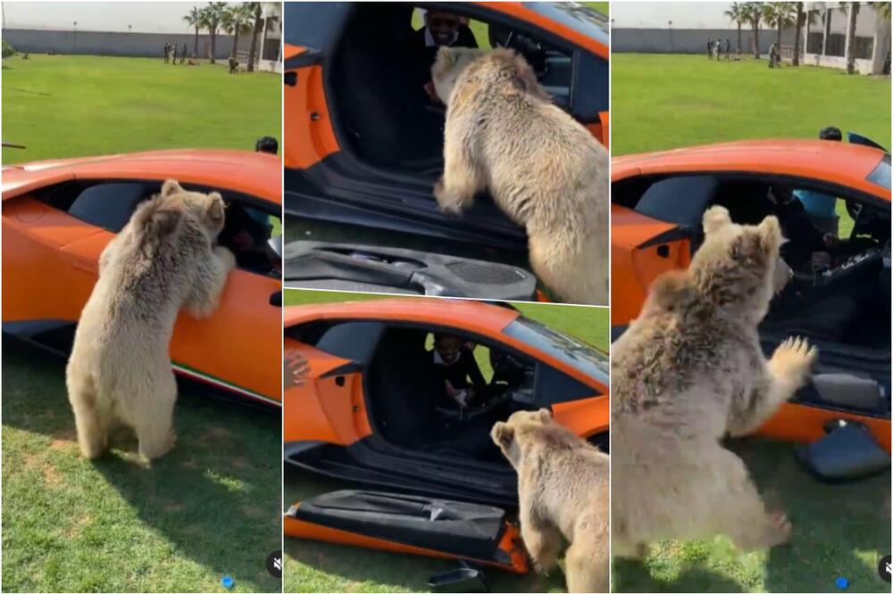 U POTRAZI ZA UKUSNOM JABUKOM Medved odvalio vrata šeikovog skupocenog automobila VIDEO