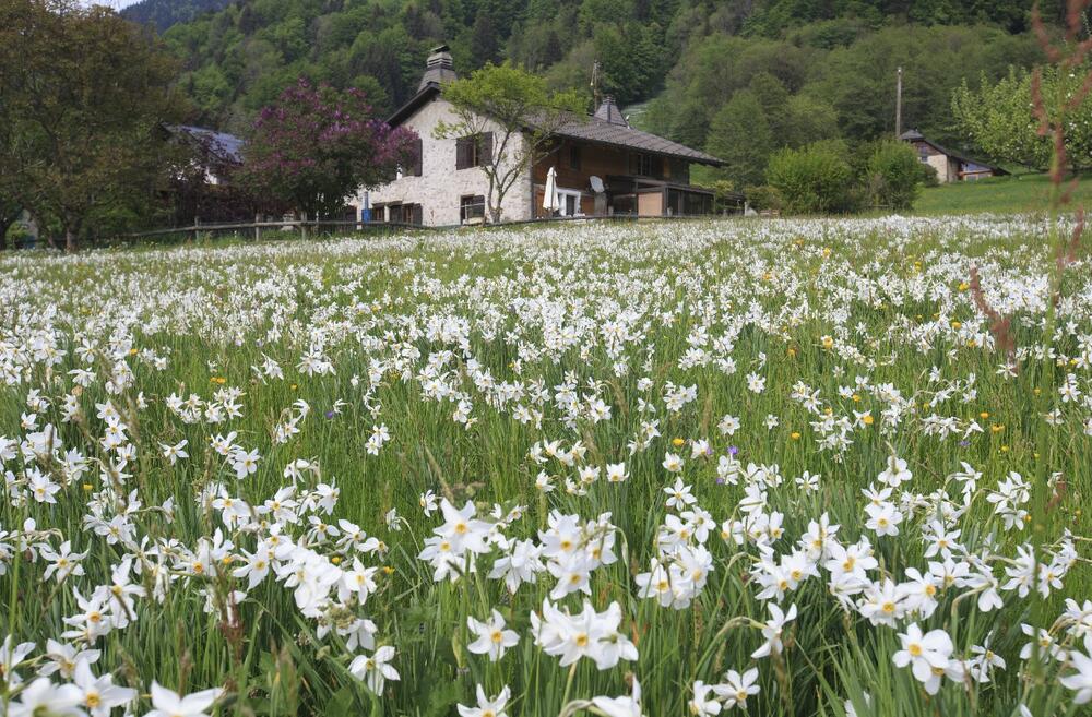 livada, cveće, leto, poljsko cveće, cvetna livada, selo, proleće, maj 2018, kvadrat, seoska kuća, kuća