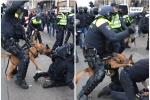 BRUTALNO! POLICIJSKI PAS BESNO GRIZE DEMONSTRANTA DOK GA POLICAJAC PENDREČI: Silom rasterali okupljene u Amsterdamu protiv mera!