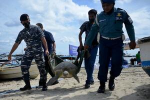 SPASILI IH Indonezija oslobodila 33 morske kornjače iz ruku krijumčara