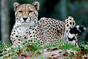 NAJBRŽA ŽIVOTINJA NA SVETU IZUMIRE REKORDNOM BRZINOM: Samo 12 geparda je ostalo u Iranu, jednoj od poslednjih zemalja staništa!
