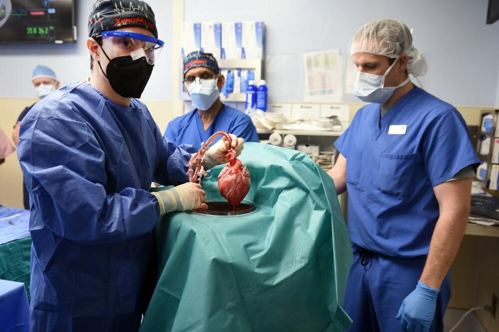 0651762503, srce, svinjsko srce, transplantacija, bolnica, operacija