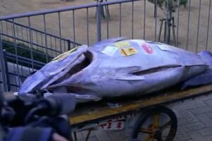 TRADICIONALNA AUKCIJA TUNE U JAPANU: Pandemija srozala cenu ribe VIDEO