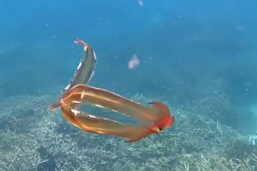 PLES KROZ VODU: Retka hobotnica snimljena kako pliva kod Velikog koralnog grebena, prva i jedina viđena pre 21 godinu VIDEO