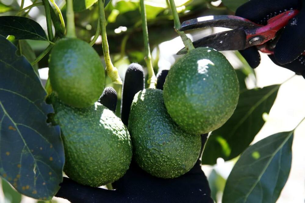 AVOKADO BANDE: Uzgoj ovog voća je toliko unosan da zbog njega može i GLAVA DA ODLETI!