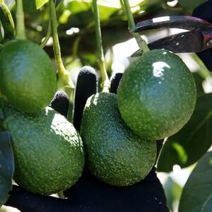AVOKADO BANDE: Uzgoj ovog voća je toliko unosan da zbog njega može i GLAVA