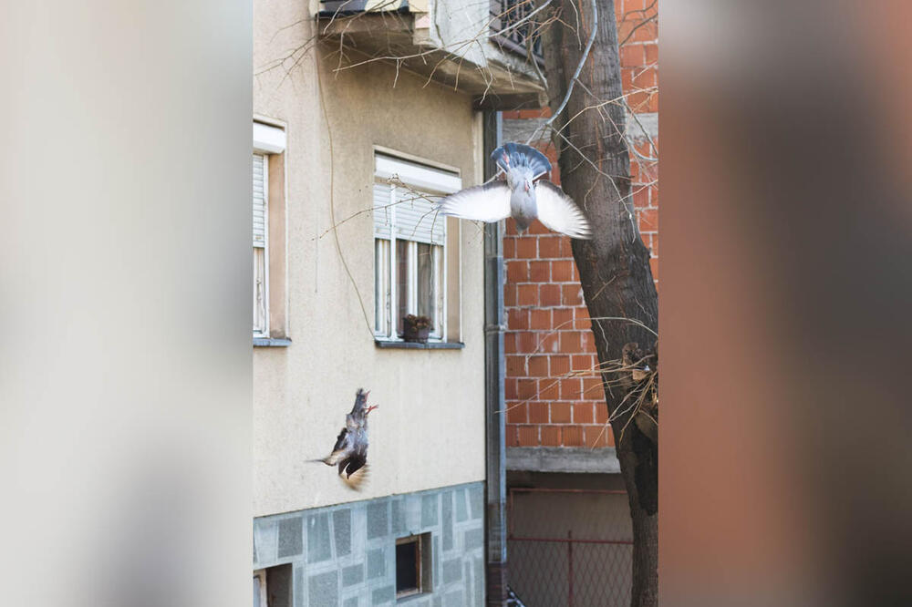 IŽIVLJAVANJE: Žicom vezali golubove na drvetu! (FOTO)