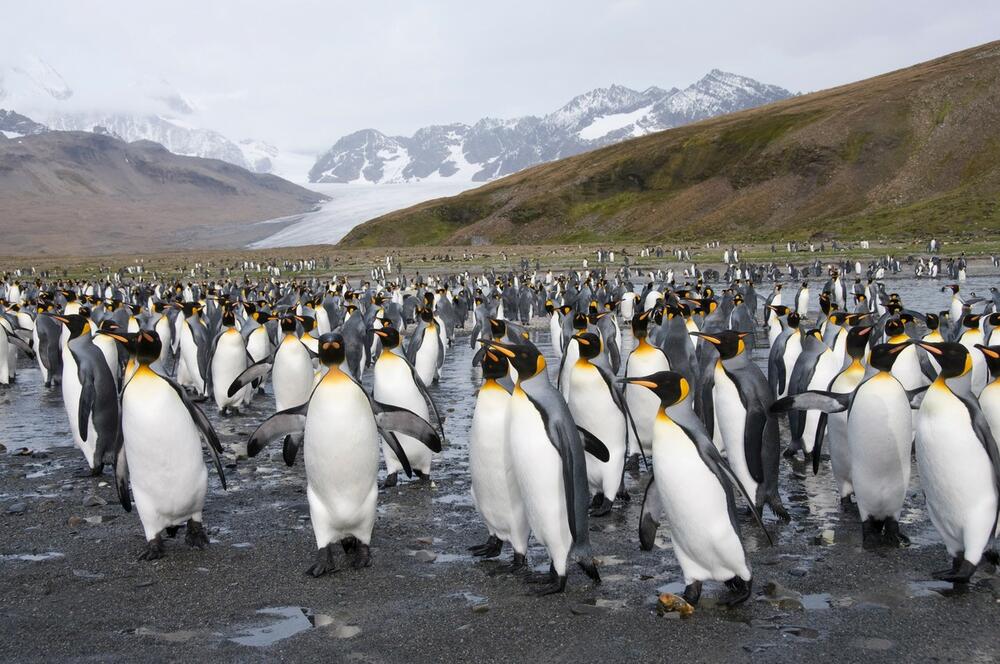 0048418305, pingvini, Kraljevski Pingvin