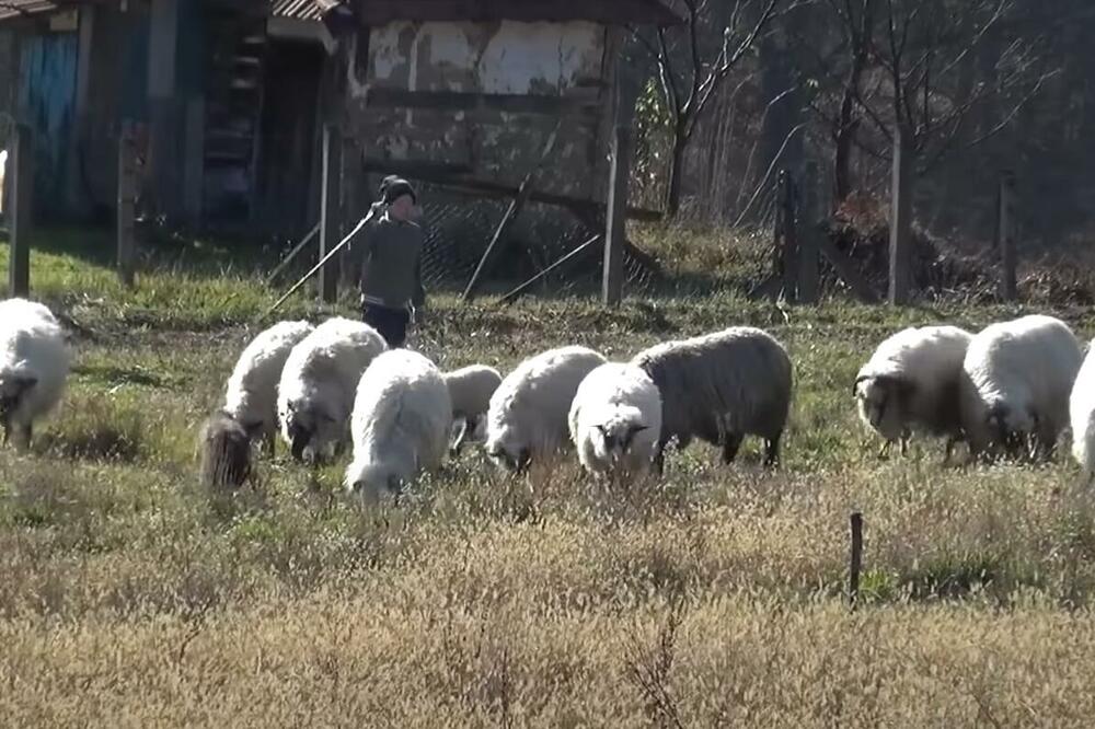 DŽABA VAMA VAŠE PARE, JA OVACA NE DAM: Priča o vrednom Adnanu oduševila region VIDEO