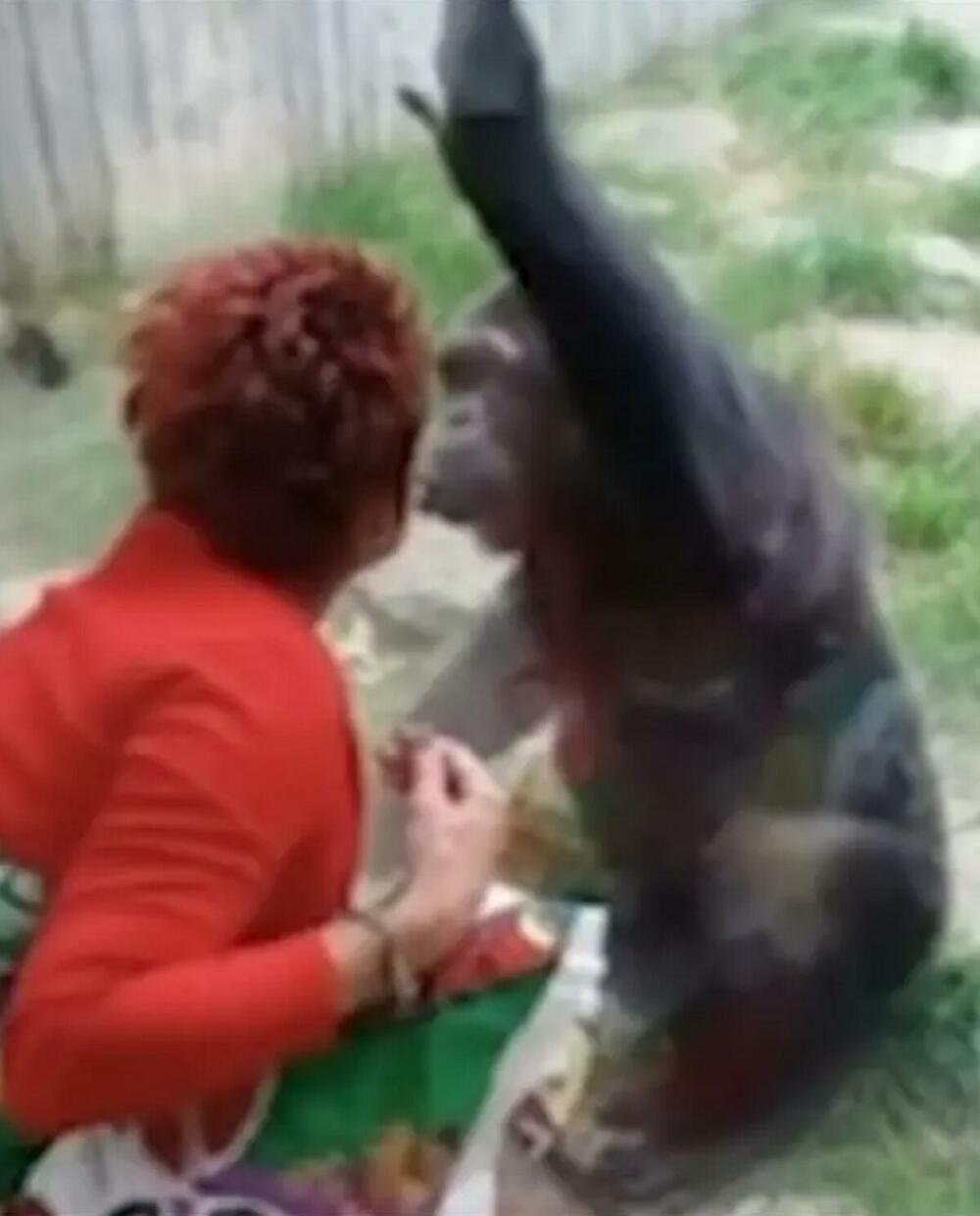 žena voli šimpanzu, majmunaska ljubav, Adi Timermans