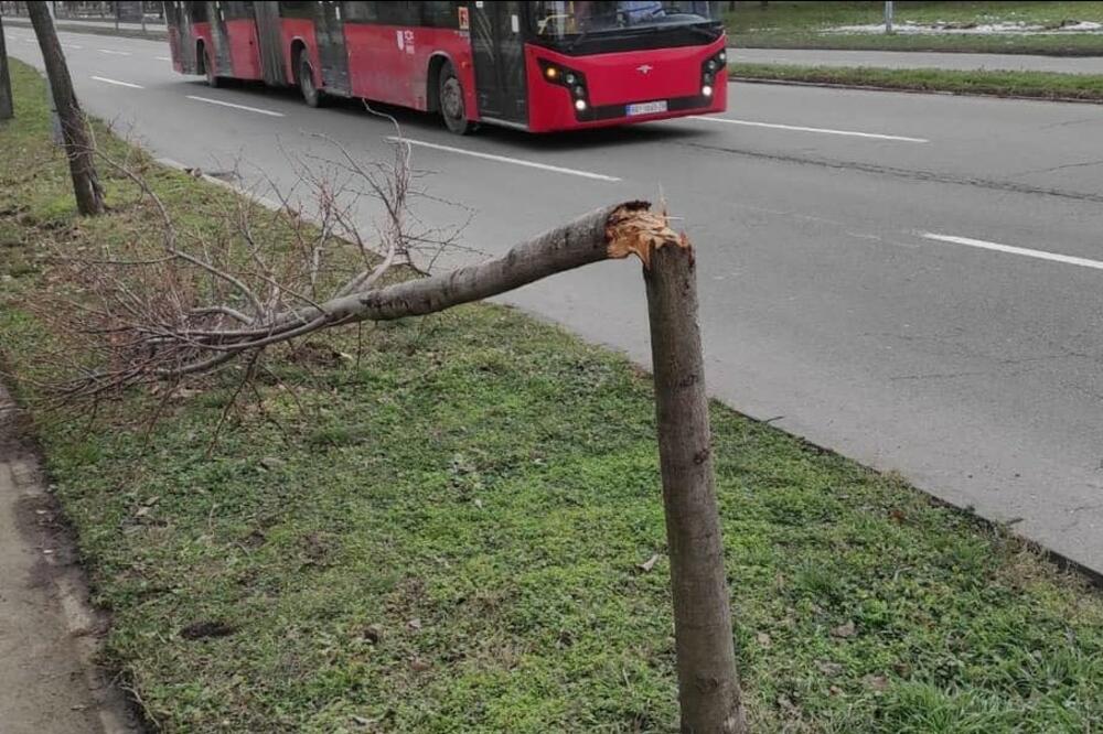 VANDALIZAM U NOVOM BEOGRADU: Neko je tokom noći slomio 12 tek zasađenih stabala (FOTO)