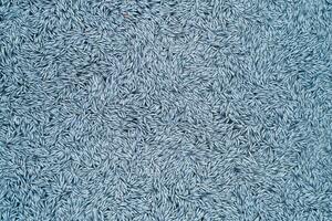 TEPIH OD LEŠEVA: 100.000 komada mrtve ribe pluta u blizini obale Francuske, Pariz šokiran i traži istragu