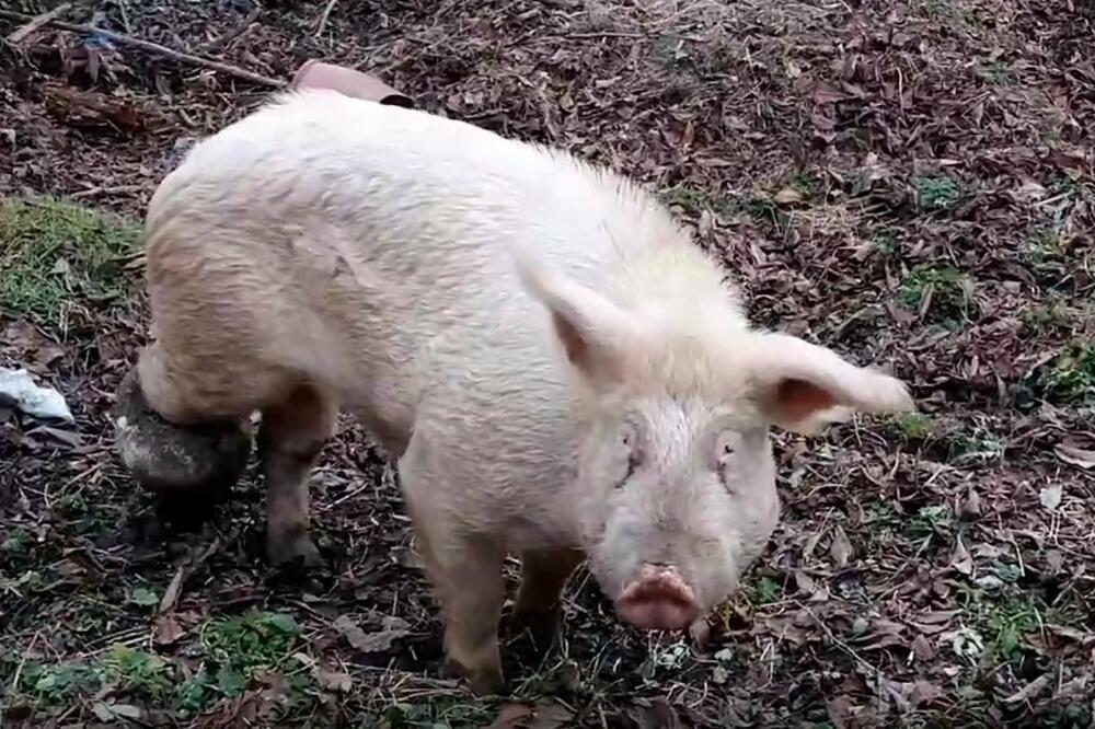 NAPUŠTENA SVINJA DRŽI ILIĆEVO U STRAHU: Vlasnik preminuo, a IZMUČENA ŽIVOTINJA mesecima napada ljude i upada u dvorišta (VIDEO)