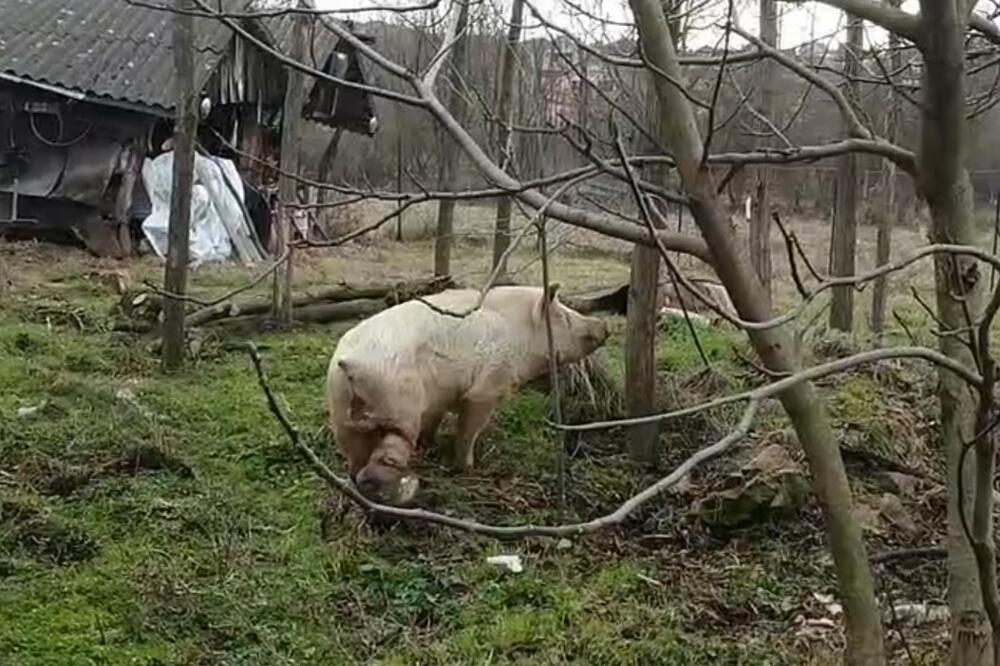 ČEKA JE TUŽAN KRAJ! Uhvaćena odbegla svinja koja je nakon SMRTI VLASNIKA mesecima terorisala Ilićevo SAMO JE HTELA DA NAĐE HRANU
