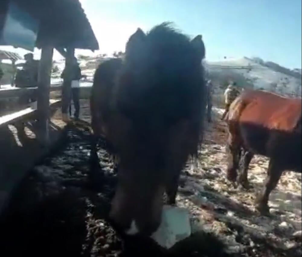 Konji jedu kese