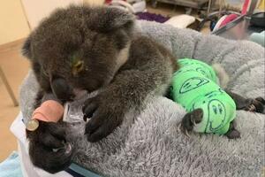 NIŠTA LEPŠE NEĆETE VIDETI DANAS! Beba koala raznežila INTERNET, a ljudi ne mogu da veruju kako SLATKO pije mleko! (VIDEO)