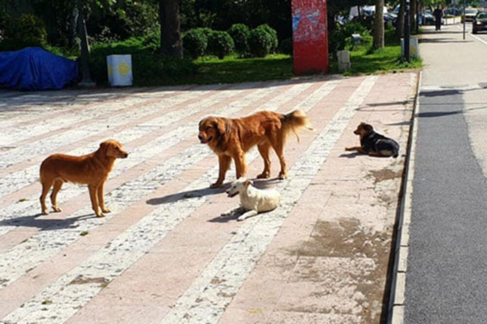 OSVETA VLASNIKU ŠARPLANINCA KOJI JE IZUJEDAO PROLAZNIKE? U dvorištu zatekao svoja 4 psa mrtva: Uzeo sam ih bolesnoj ženi!