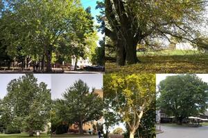 KAO DA SU SEKVOJE: Otkrivamo u kom delu Novog Sada i dalje rastu drveća stara i preko 200 godina