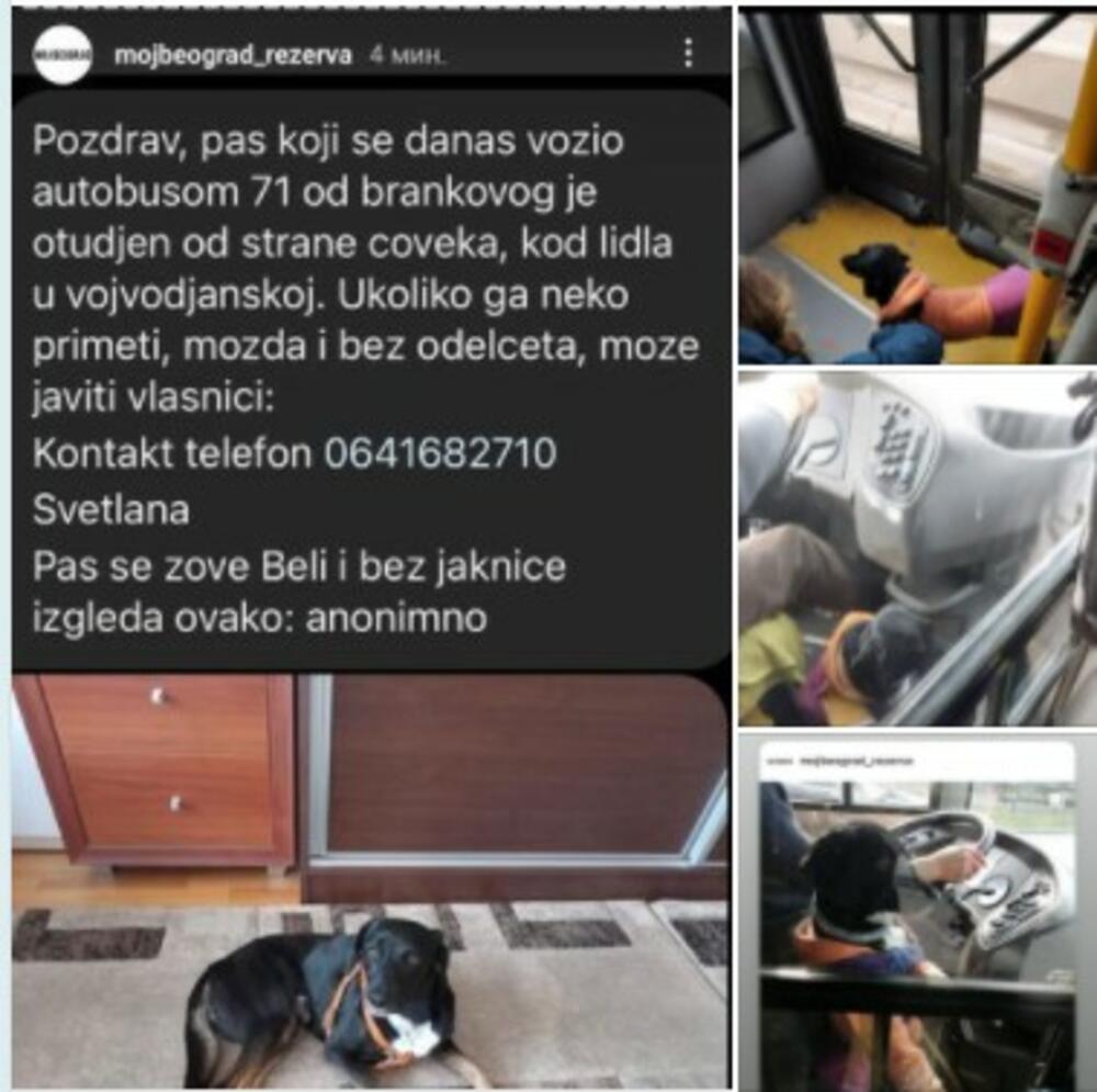 pas, izgubljen pas, Beli, autobus, GSP, linija 71, Vojvođanska, Novi Beograd