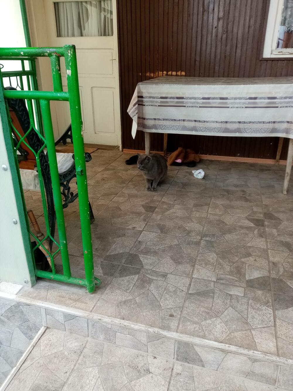 Mačka Miladinovića ispred njihovih vrata 