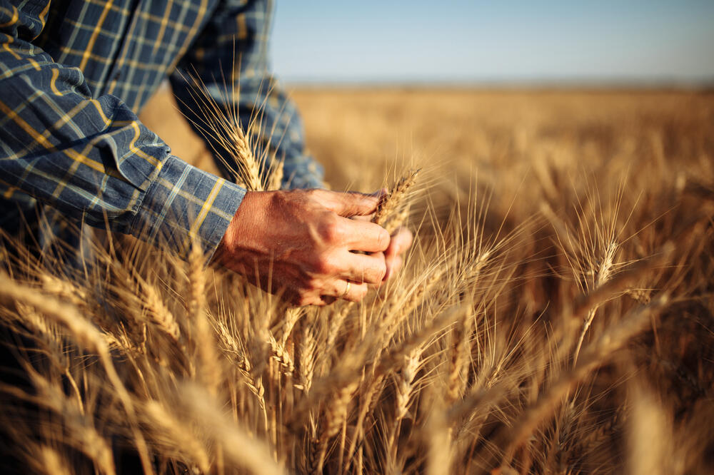 ŽUTA RĐA STIGLA U HRVATSKU: Retka bolest pšenice širi se NEVIĐENOM BRZINOM i uništava useve, poljoprivrednici OČAJNI