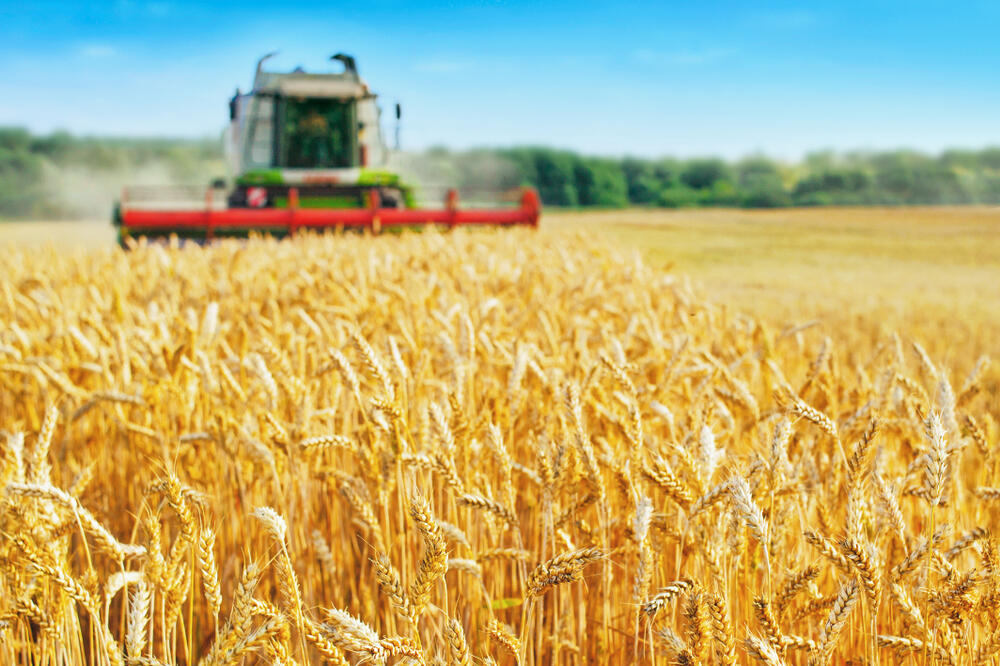 SAD JE I ZVANIČNO, NAJNOVIJA ODLUKA VLADE SRBIJE: Ukida se zabrana izvoza pšenice i kukuruza