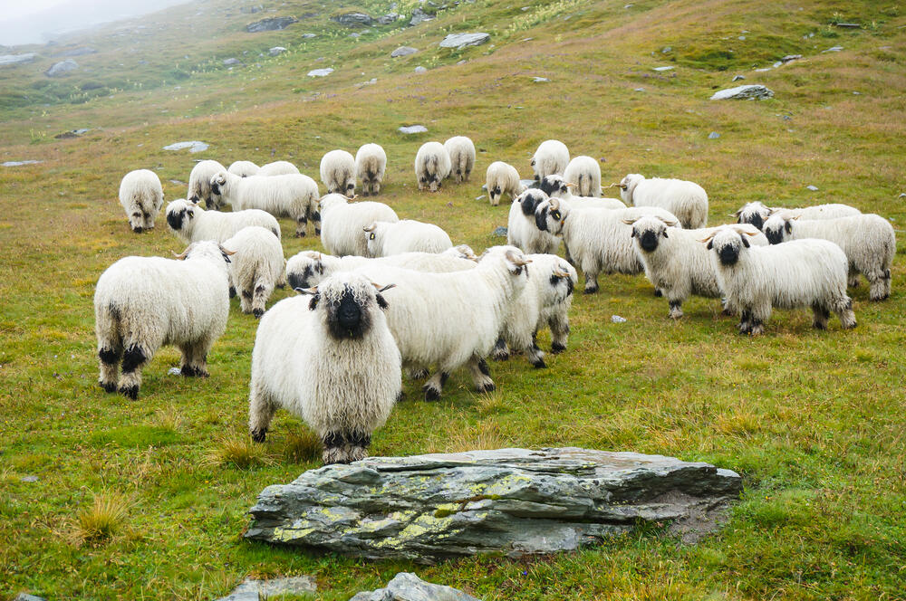valiske ovce