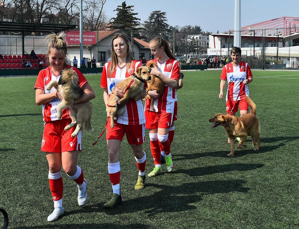 Crvena zvezda, životinje, BETA