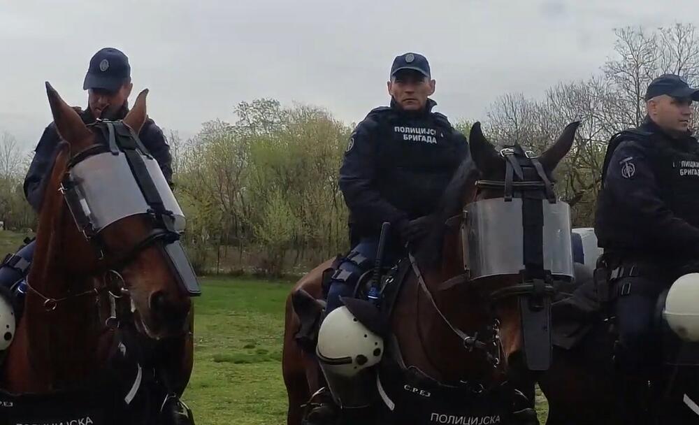 Policijska brigada, konji