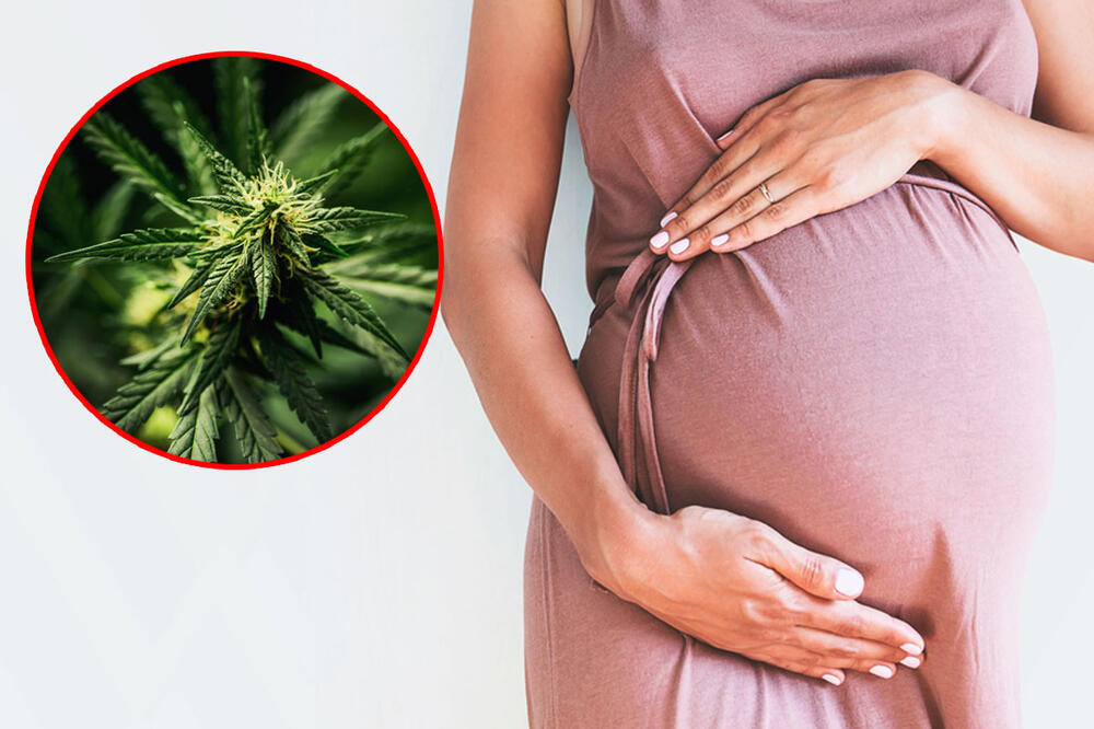 KANABIS U TRUDNOĆI NIJE DOBRA IDEJA: Studija pokazala da deca majki koje su pušile travu u trudnoći imaju probleme sa kilažom