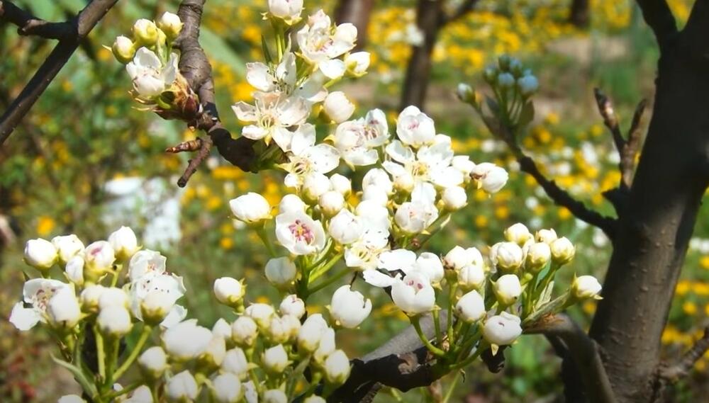 Mara Stamatovski, Proleće, Cveće