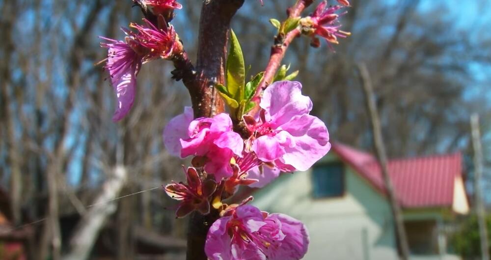 Mara Stamatovski, Proleće, Cveće