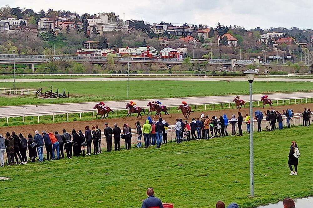 PRVOMAJSKI SUDAR TITANA NA BEOGRADSKOM HIPODROMU: Prvi okršaj dva najskuplja konja uvežena u Srbiju, vredna blizu 100.000 evra!