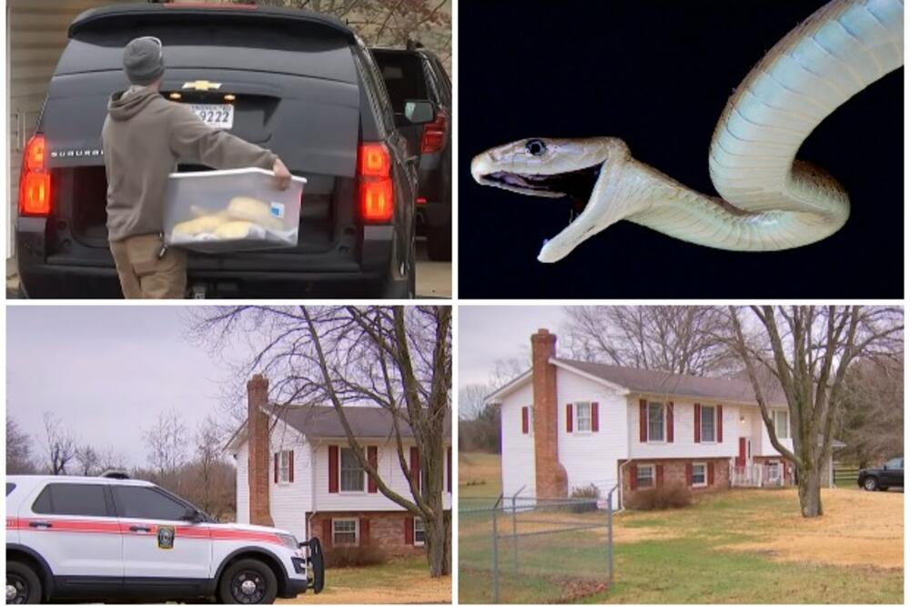 KOBRE, ZVEČARKE, CRNE MAMBE I PITON DUG 4 METRA: Muškarac nađen MRTAV u kući gde je živeo sa 124 zmije! Skrivao OTROVNICE! (VIDEO)