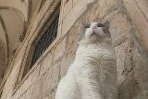 VRATITE ANASTAZIJI NJENU KUĆU! Polemika o sudbini ulične mačke izbačene iz palate iz 14. veka! VIDEO